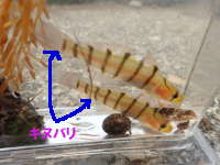 日本海のキヌバリの画像11
