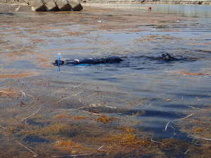 海藻が多い松島海水浴場の画像04