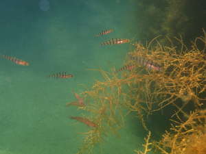 キヌバリの幼魚の群があちらこちらに泳ぐの画像05
