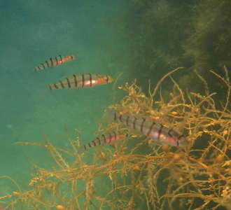 日本海側キヌバリの幼魚の画像07