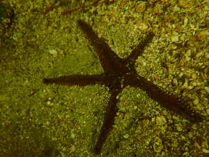 海底にいたトゲモミジガイの画像15