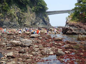 弁天島の右側は海藻が目立つ磯の画像04