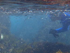 透明度が高い10月の海の画像0204