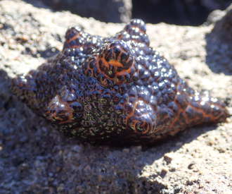 イボベッコウタマガイ（ニグラ）の画像206