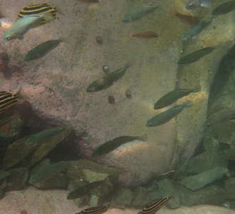 さまざまな魚たちが群れるの画像07