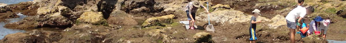 磯遊び(22)：6月の磯（三浦半島　長浜海岸）の表紙イメージ画像