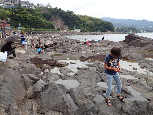 真鶴半島　琴ケ浜海岸の磯(2016/06/04：大潮　干潮時）の画像01