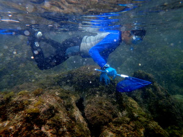 比較的透明度が高く海底の岩場の起伏が富んでいる琴ケ浜海岸（2016/06/04　大潮　晴れ）の画像01