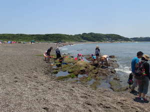 砂浜側の岩場で遊ぶ子どもたちの画像05