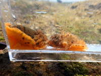 クロシタナシウミウシと比較の画像15