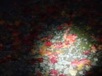 夜の落葉した葉の画像11