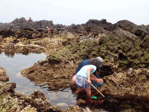 海岸側では、多くの人が磯遊びの画像07