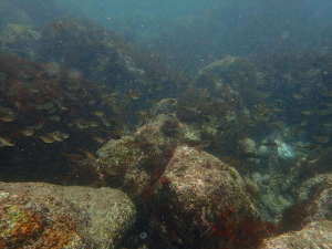 岩と海藻のバランスが良く魚影も濃いの画像04
