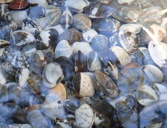 野島海岸のアサリの画像07