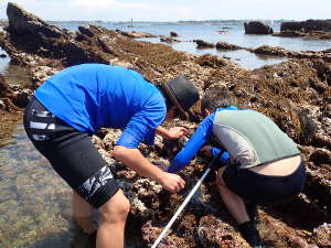 岩と海藻と生き物が調和しているかのよう？の画像03