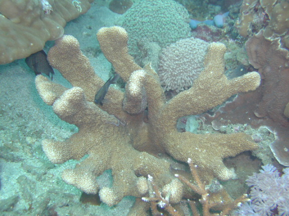 ヘラジカハナヤサイサンゴの画像c006