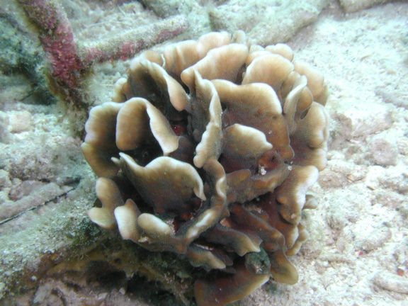 サオトメシコロサンゴの画像ｃ007