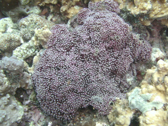 ヒメスリバチサンゴの画像c018