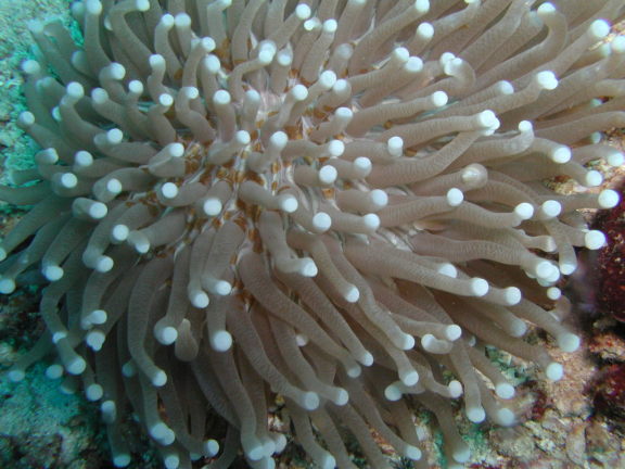 ハナサンゴの画像c020