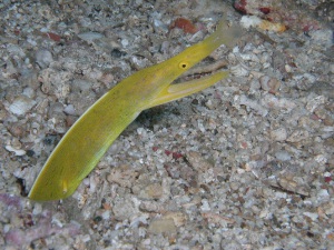 ハナヒゲウツボ(成魚　雌）の画像11