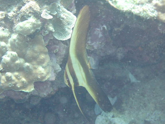 ツバメウオ（幼魚)の画像89