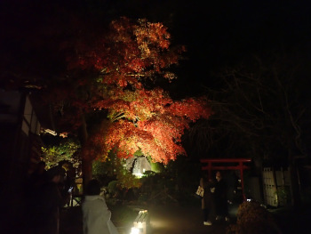 弁天堂・弁天窟周辺の紅葉