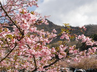 河津桜