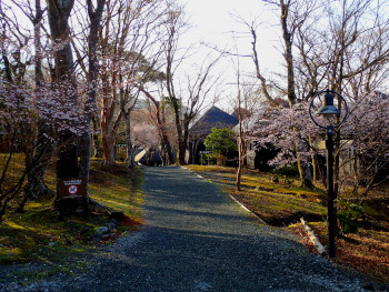 ケビン棟の桜