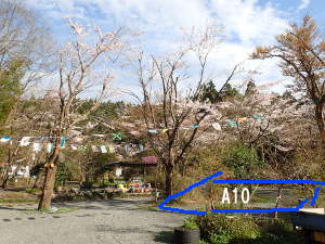 A10サイトの桜