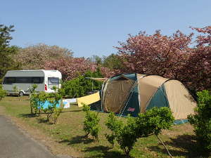 八重桜の花見キャンプができる