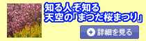 <h2>知る人ぞ知る天空の「まつだ桜まつり」</h2>