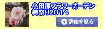 <h2>小田原フラワーガーデン梅まつり2014</h2>