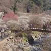 熱海梅園：ひとあし早い春を、熱海梅園の梅で感じる