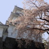 小田原城址公園：桜とお城とライトアップ