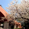 横浜：山手公園からみなとみらいまでの花見ホッピング