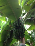 熱川バナナワニ園のバナナの画像