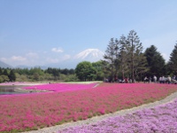 富士芝桜の画像1