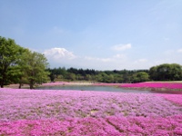 富士芝桜の画像2