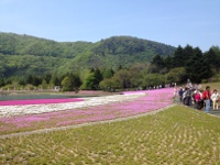富士芝桜の画像3