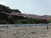 泳げ鯉のぼり相模川の画像1