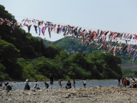 泳げ鯉のぼり相模川の画像3