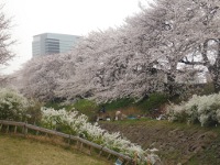 相模三川公園の画像6