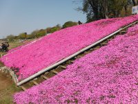 相模川　芝ざくらの画像1