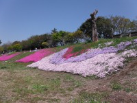 相模川　芝ざくらの画像3