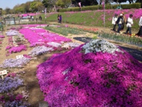 相模川　芝ざくらの画像6