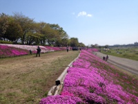 相模川　芝ざくらの画像7