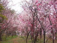 曽我梅林（別所梅林）（小田原市）