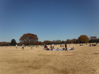 国営昭和記念公園の画像03