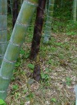竹林の画像1