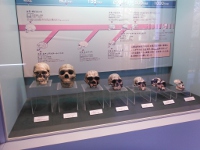 古代人からの頭蓋骨の画像06